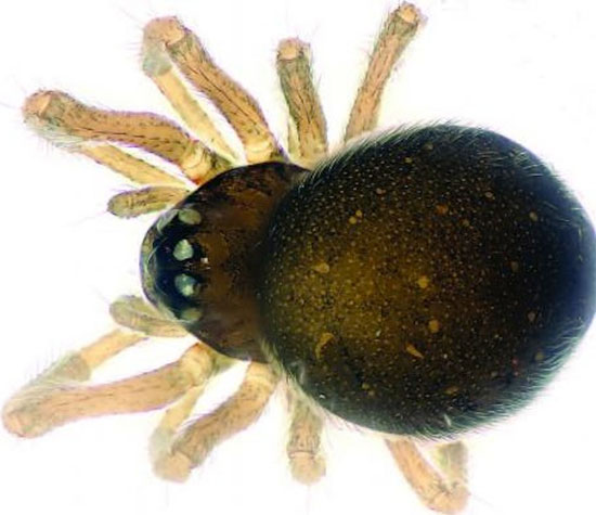 Picture 1 of Two small spiders in China were discovered