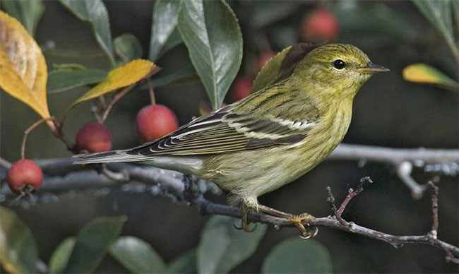 Picture 2 of Two species of birds with super abilities 'weird': Eat twice the body weight and the reason is ...