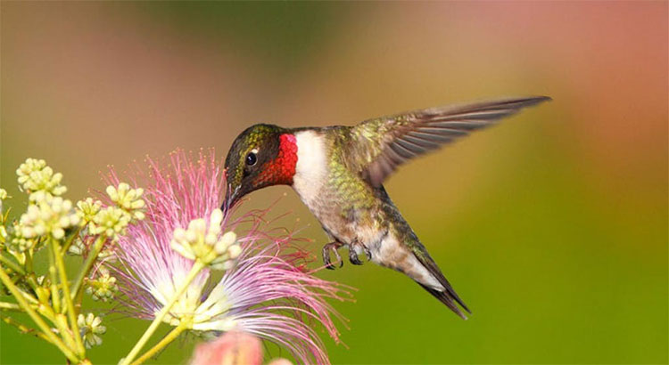 Picture 3 of Two species of birds with super abilities 'weird': Eat twice the body weight and the reason is ...