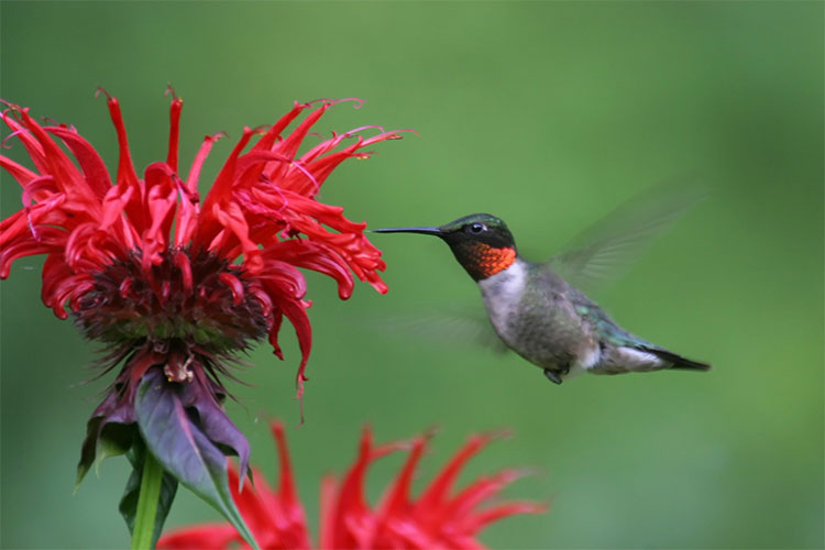 Picture 4 of Two species of birds with super abilities 'weird': Eat twice the body weight and the reason is ...