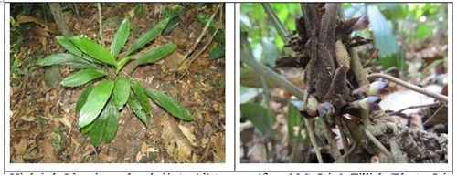 Picture 2 of Two species of forest Garlic found in Vietnam only