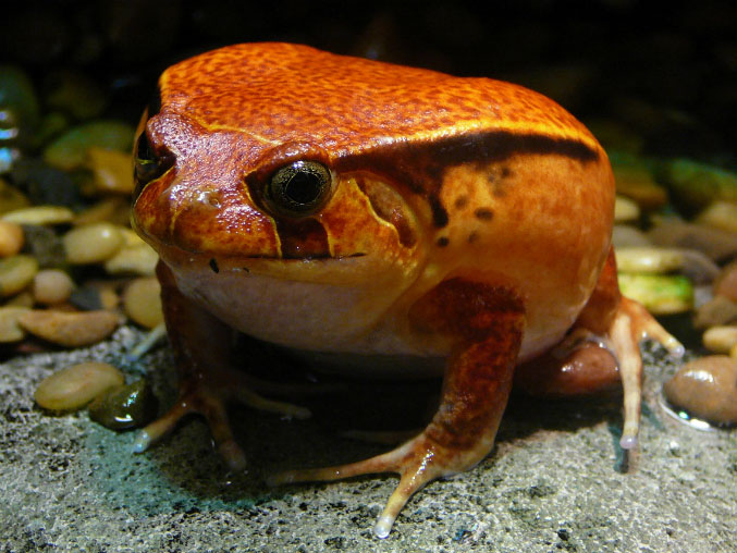 Picture 1 of Two species of frogs were discovered ignoring tadpole stage in Ecuador
