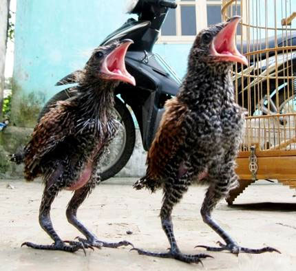Picture 1 of Two strange birds in Hoa Binh