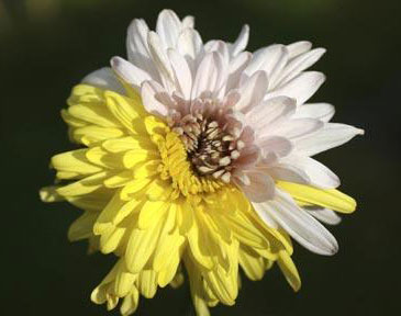 Picture 1 of Two-colored daisies