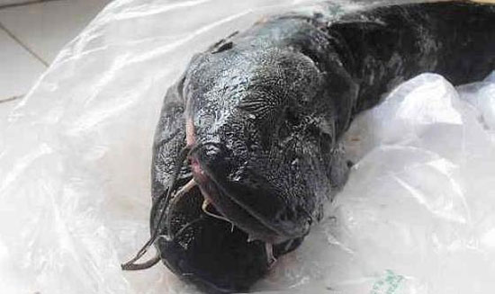 Picture 10 of Two-headed black catfish, 10 weird beards