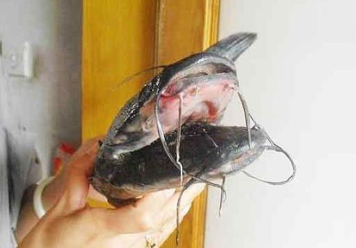 Picture 2 of Two-headed black catfish, 10 weird beards