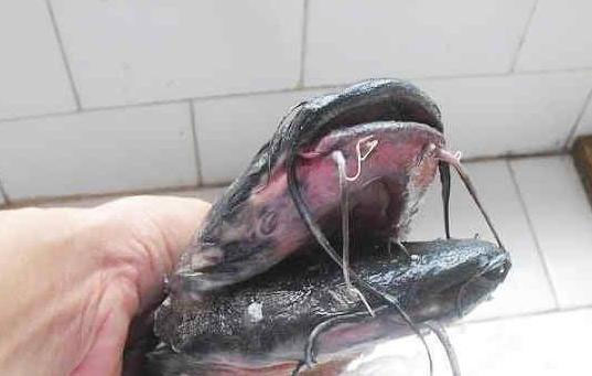 Picture 5 of Two-headed black catfish, 10 weird beards
