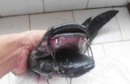 Picture 6 of Two-headed black catfish, 10 weird beards