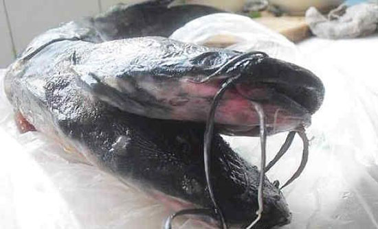 Picture 7 of Two-headed black catfish, 10 weird beards