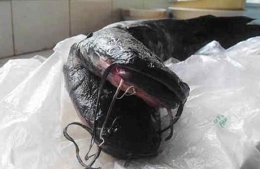 Picture 8 of Two-headed black catfish, 10 weird beards