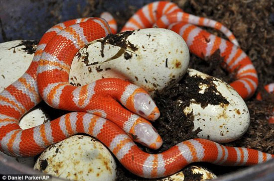 Picture 2 of Two-headed exotic snake in Florida
