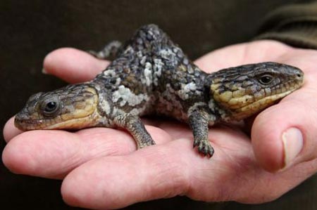 Picture 1 of Two-headed lizard