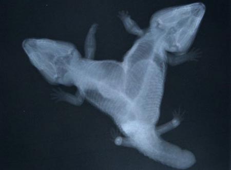Picture 2 of Two-headed lizard