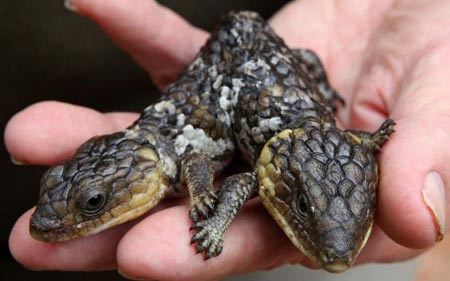 Picture 3 of Two-headed lizard