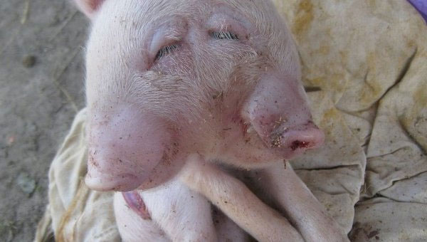 Two-headed pig images 1