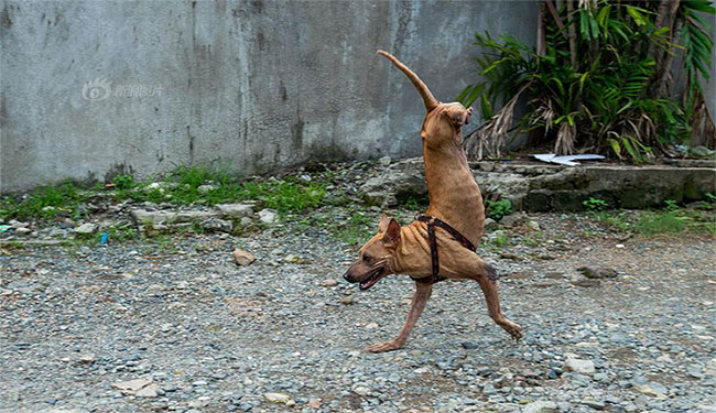 Picture 1 of Two-legged dog with the strength of the person who must respect