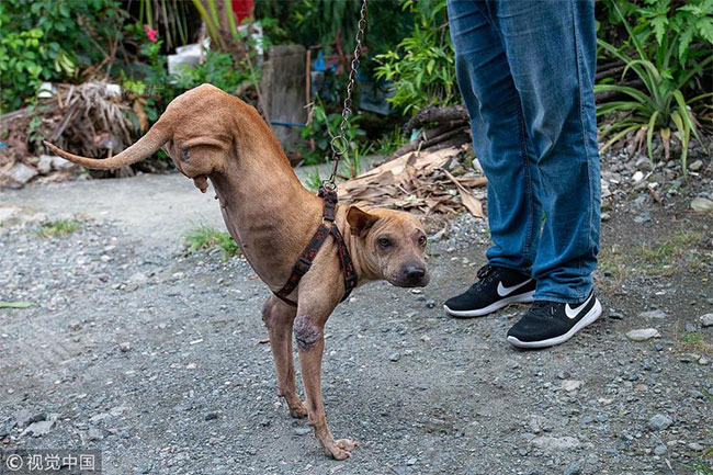Picture 3 of Two-legged dog with the strength of the person who must respect