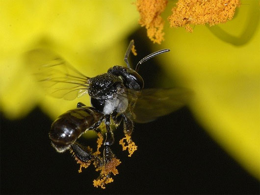 Picture 3 of Types of insects that have tactics