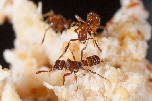 Picture 4 of Types of insects that have tactics