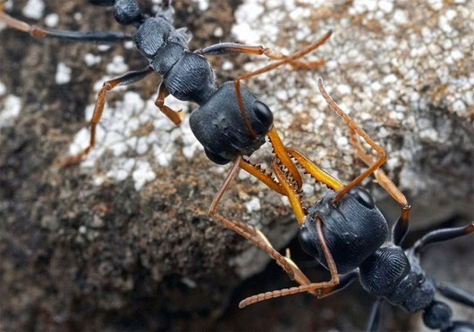 Picture 7 of Types of insects that have tactics