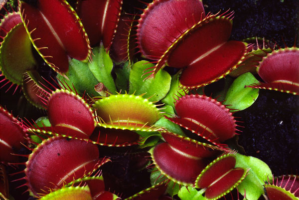 Picture 4 of Typical carnivorous plants