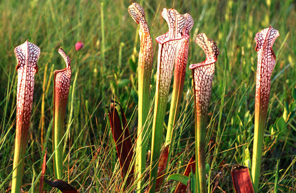Picture 5 of Typical carnivorous plants