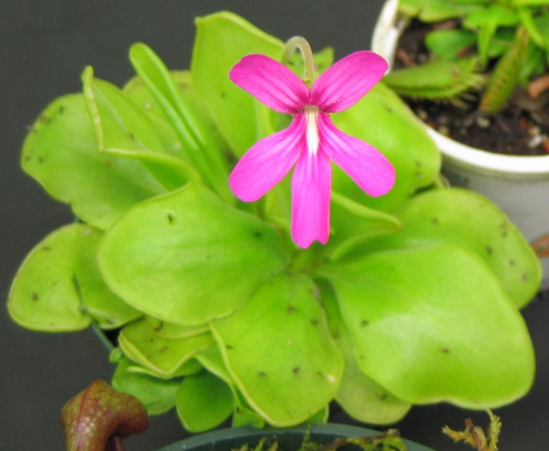 Picture 6 of Typical carnivorous plants