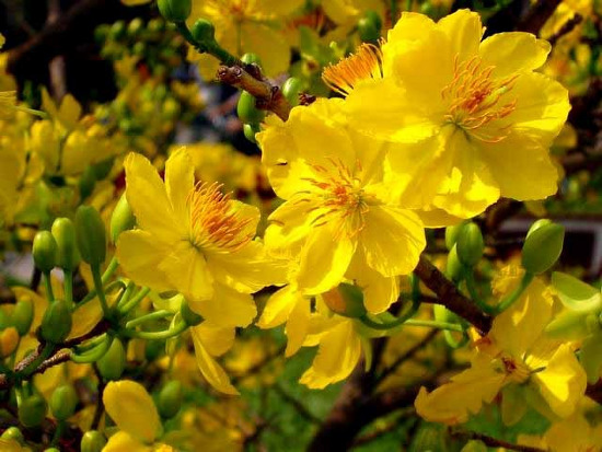 Picture 1 of Typical flowers of spring