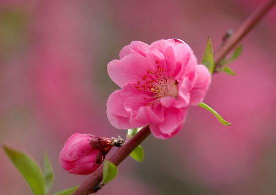 Picture 2 of Typical flowers of spring