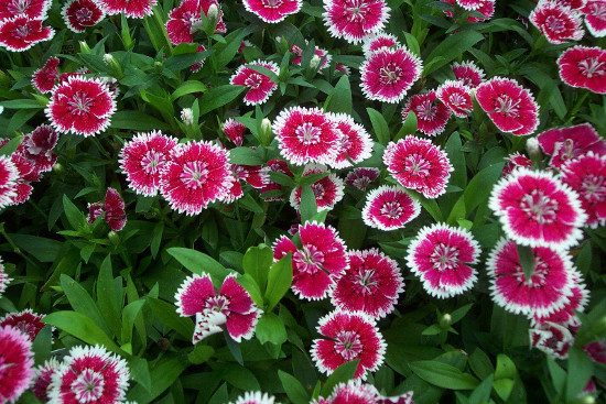 Picture 4 of Typical flowers of spring