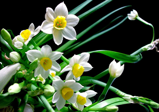 Picture 5 of Typical flowers of spring