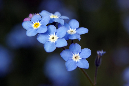 Picture 6 of Typical flowers of spring