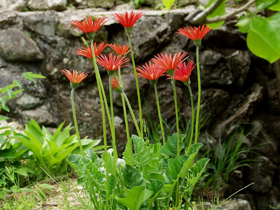 Picture 7 of Typical flowers of spring