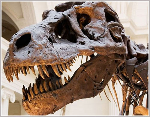 Picture 1 of Tyrannosaurus can die from sore throats