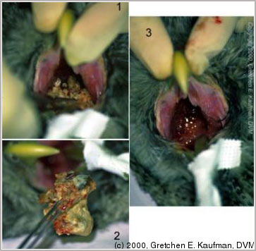 Picture 2 of Tyrannosaurus can die from sore throats