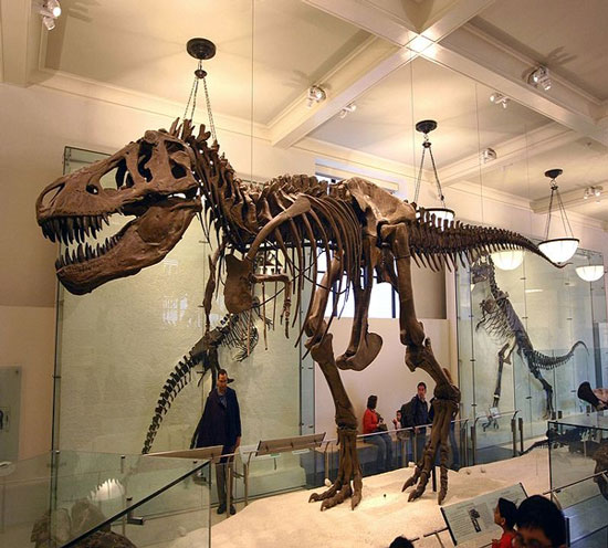 Picture 1 of Tyrannosaurus is more violent than we think