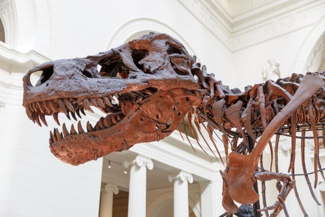 Picture 8 of Tyrannosaurus T-rex and Giganotosaurus, which one will win?