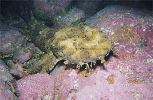 Picture 1 of Ugly sharks