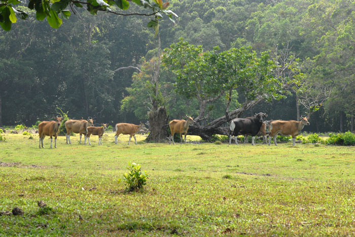 Picture 6 of Ujung Kulun National Park - Indonesia