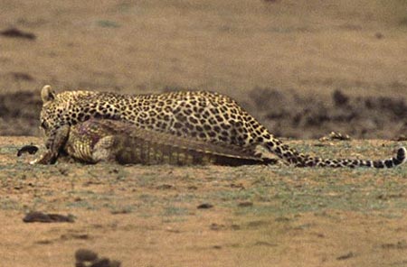 Picture 7 of Unbelievable battle between newspapers and crocodiles