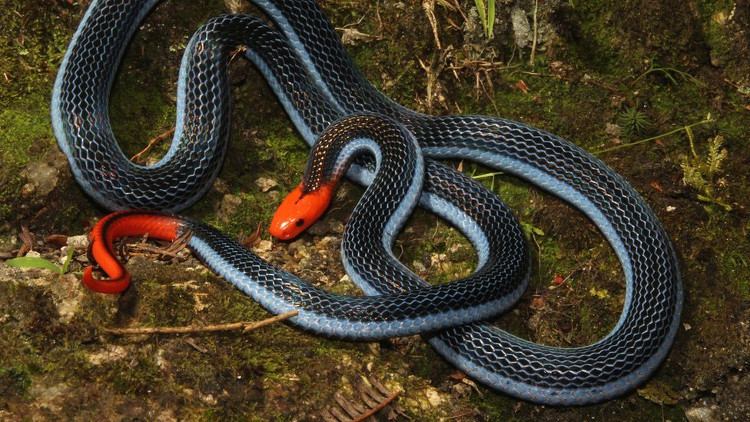 Picture 1 of Unbelievable effect of the super killer snake venom