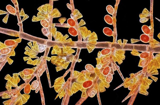 Picture 1 of Unbelievable life colors under a microscope frame