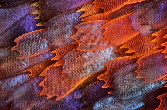 Picture 10 of Unbelievable life colors under a microscope frame
