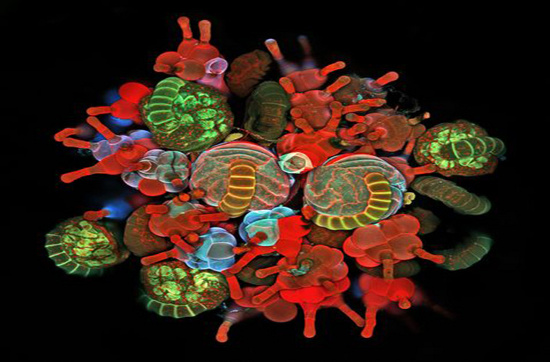 Picture 2 of Unbelievable life colors under a microscope frame