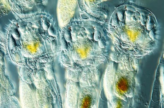 Picture 4 of Unbelievable life colors under a microscope frame