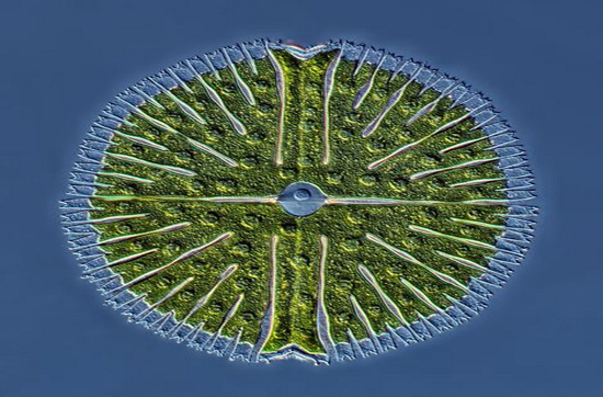 Picture 5 of Unbelievable life colors under a microscope frame