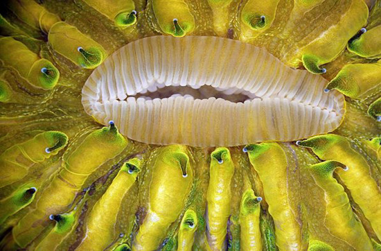 Picture 6 of Unbelievable life colors under a microscope frame