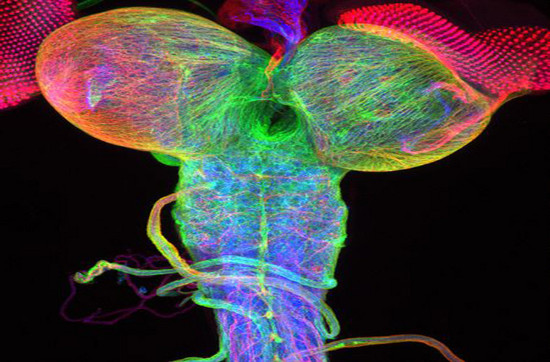 Picture 7 of Unbelievable life colors under a microscope frame