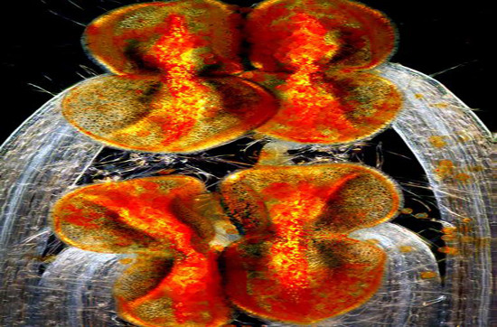 Picture 8 of Unbelievable life colors under a microscope frame
