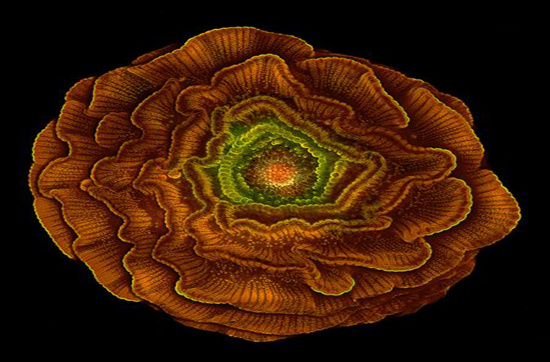 Picture 9 of Unbelievable life colors under a microscope frame